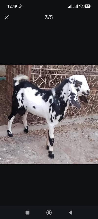 8 month kheree Bache