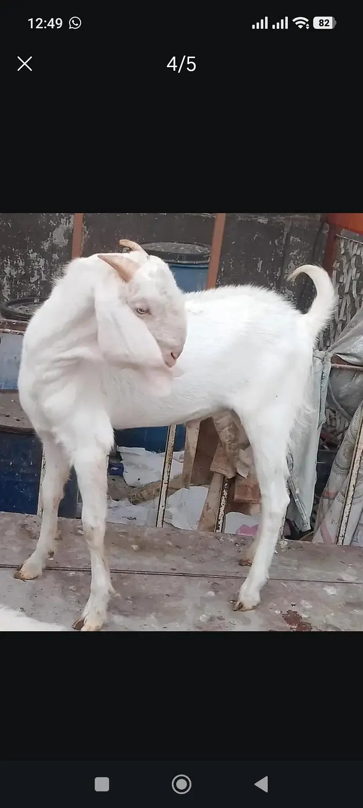 8 month kheree Bache — photo 3