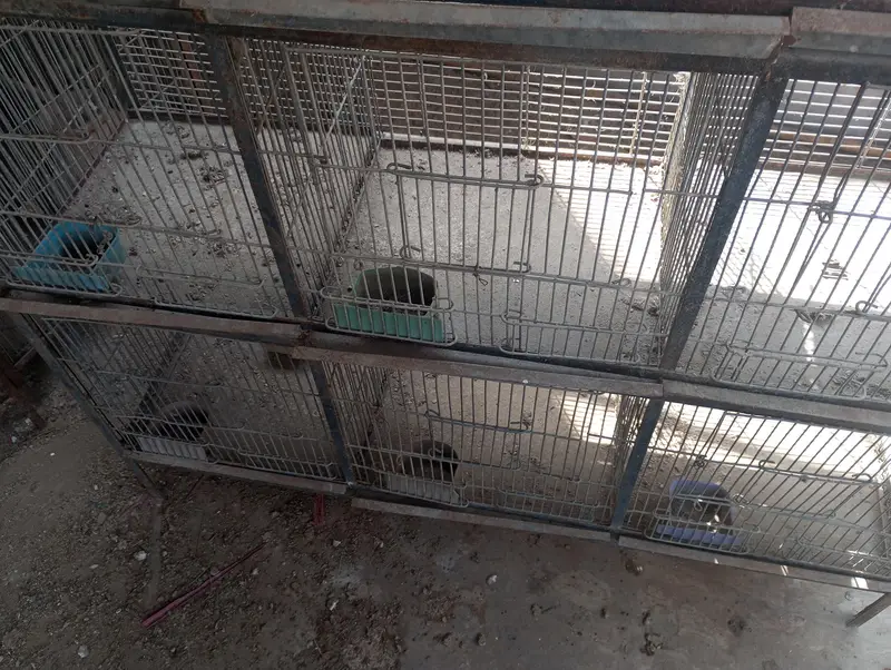 12 portion cage — photo 4