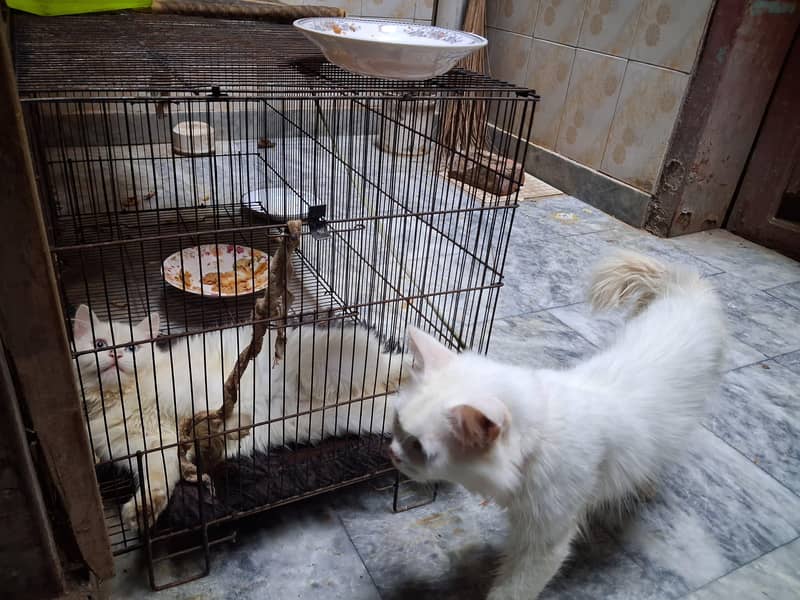 Cats sell 0