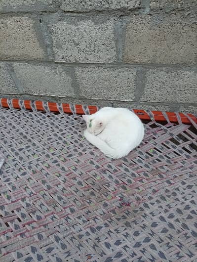 Persion cat for sale
