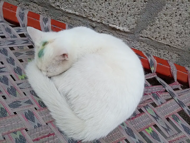 Persion cat for sale — photo 2