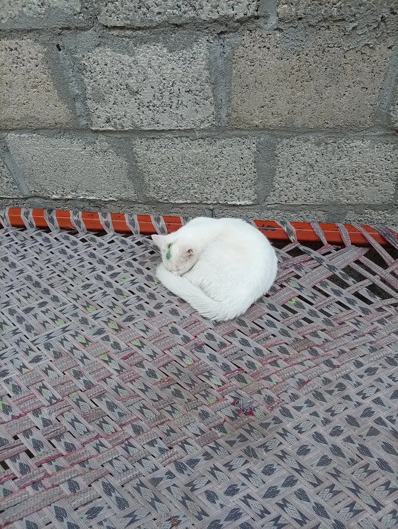 Persion cat for sale — photo 3