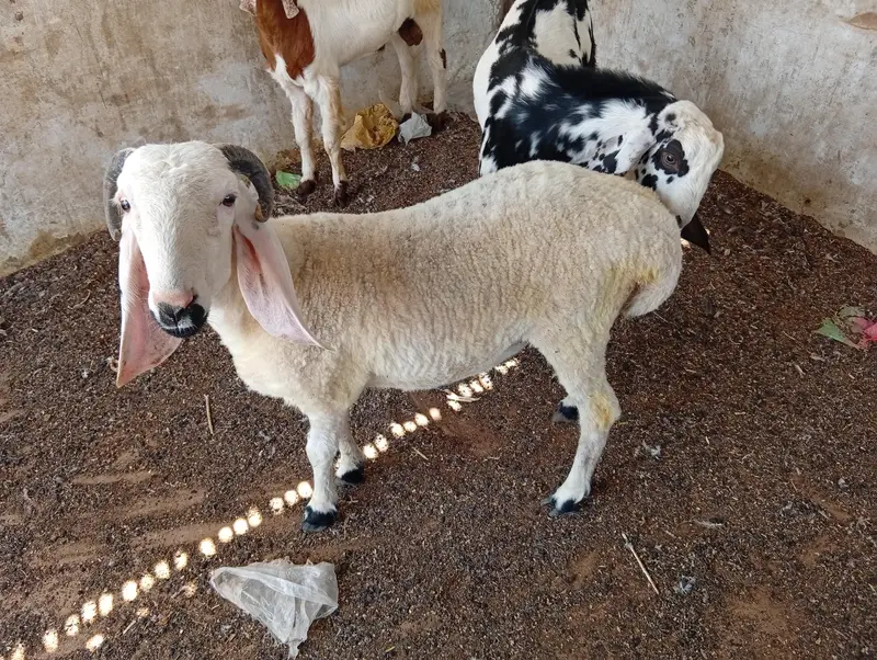 8 month kheree Bache — photo 5