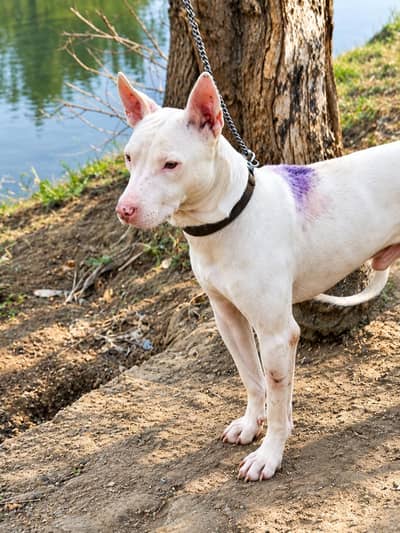 Gultare Dog