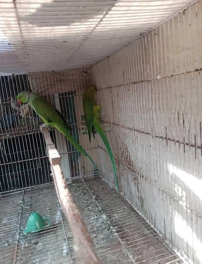 3 Green Ring nack pairs