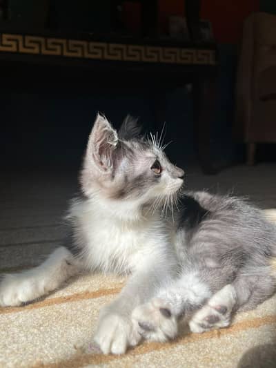 White and gray Persian kitten