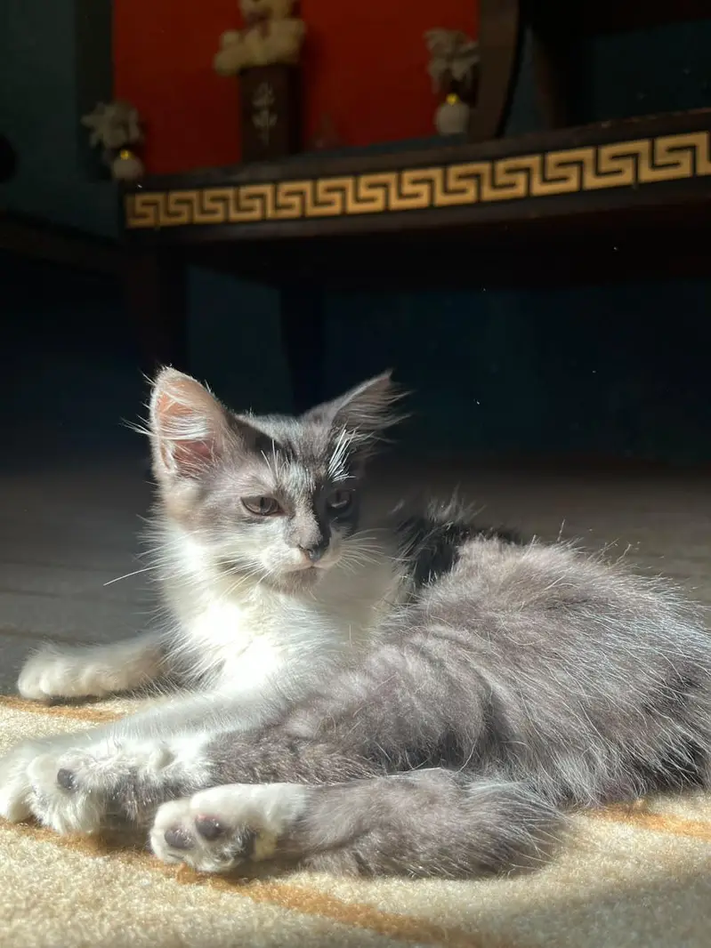 White and gray Persian kitten — photo 2