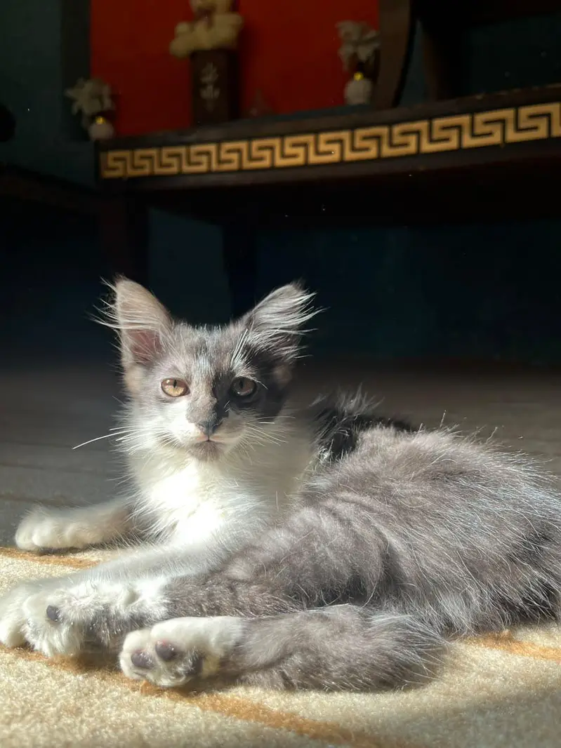 White and gray Persian kitten — photo 3