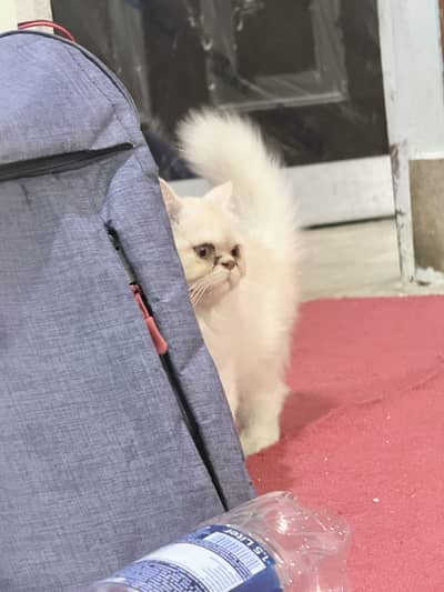 Punch face female and semi punch face male kitten Persian triple coat