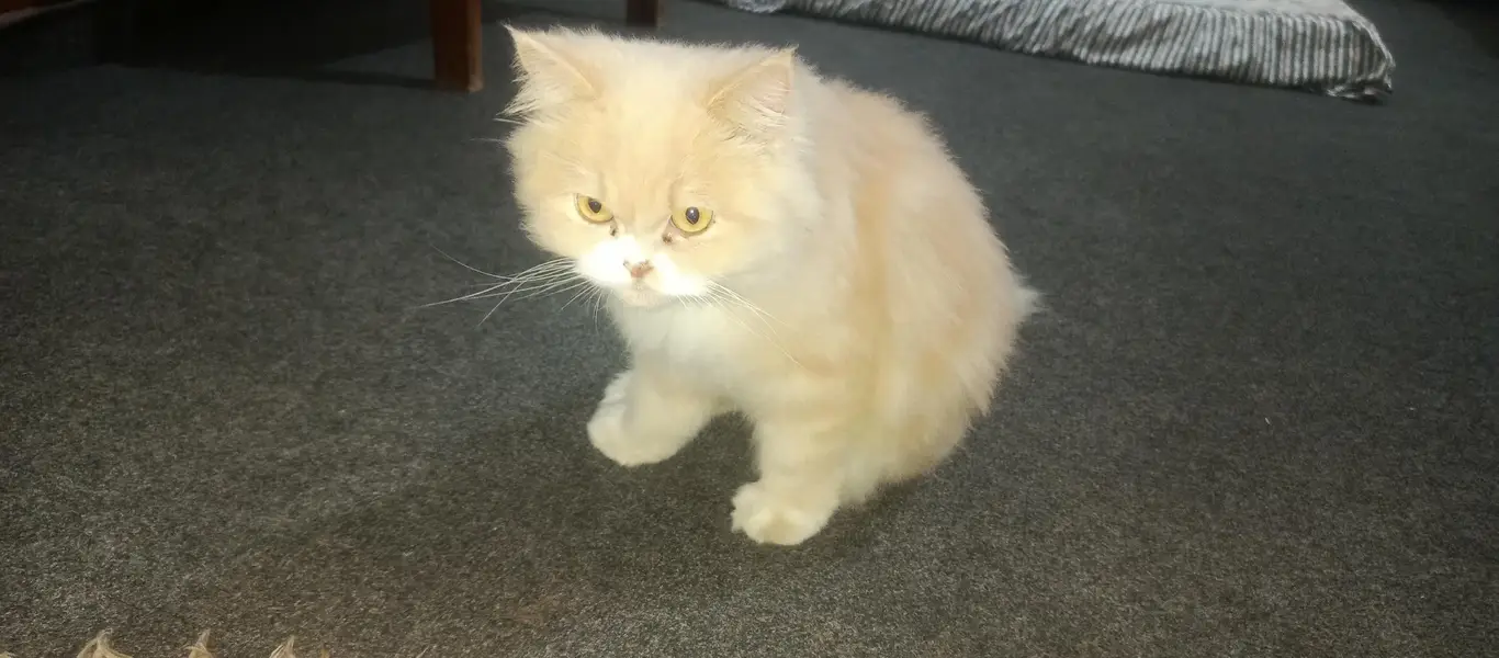 Persian Cat pair Extra long coated very friendly and playful — photo 3