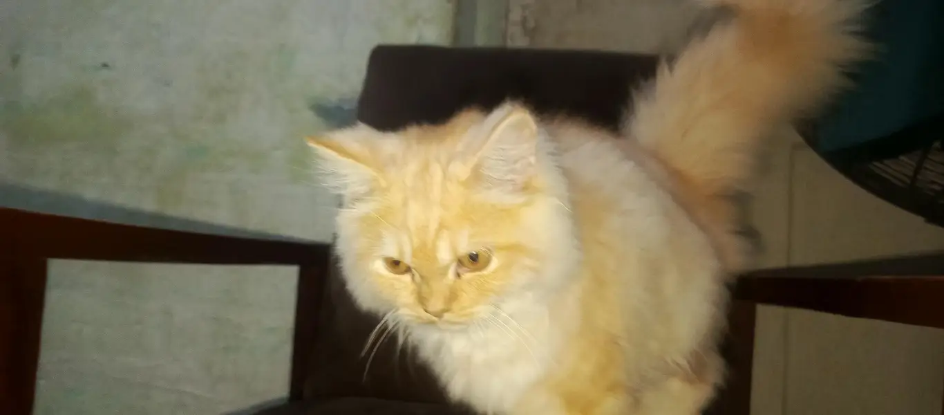 Persian Cat pair Extra long coated very friendly and playful — photo 6