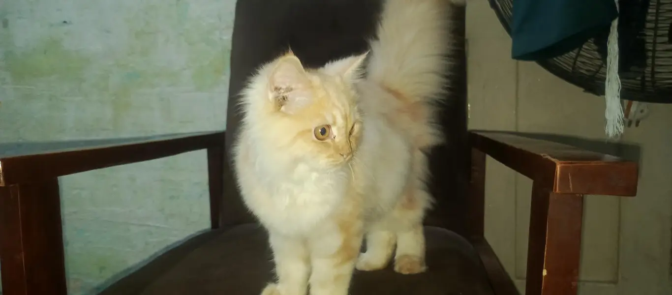 Persian Cat pair Extra long coated very friendly and playful — photo 7