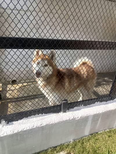 Siberian huski