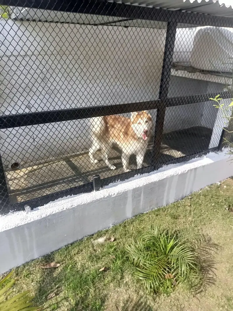 Siberian huski — photo 2