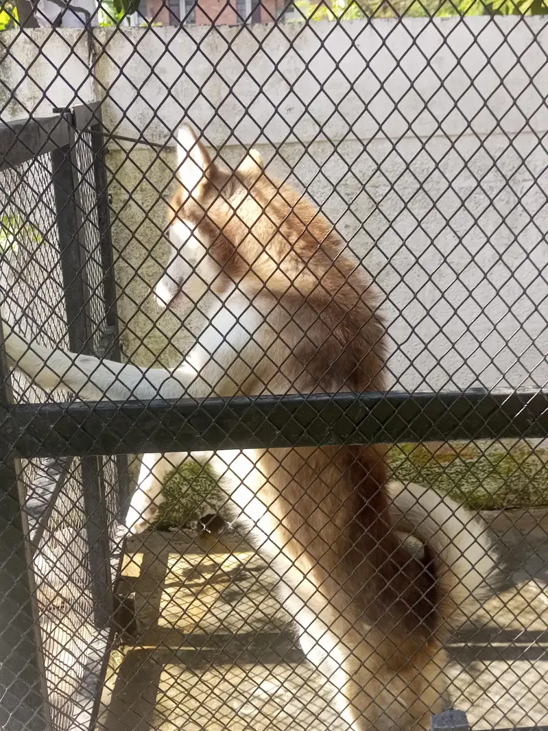 Siberian huski — photo 3