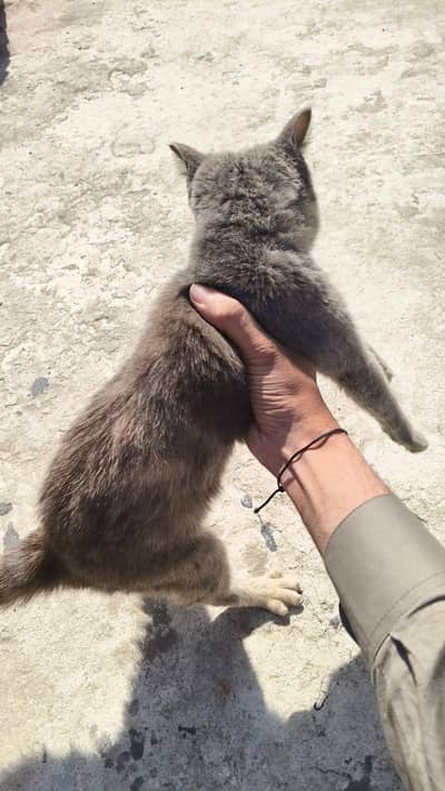 only serious buyer contact only