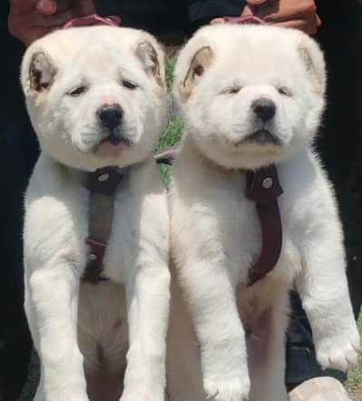 King Alabai dog / alabai puppies / security dog for sale