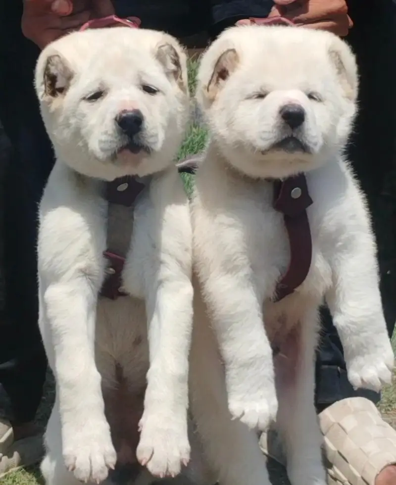 King Alabai dog / alabai puppies / security dog for sale — photo 3