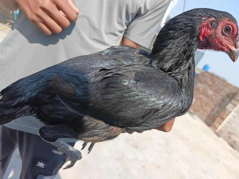 Aseel Thai Female — photo 4