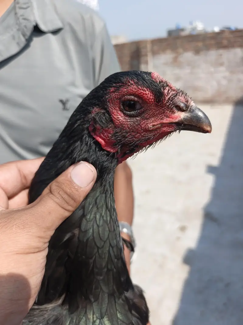 Aseel Thai Female — photo 11