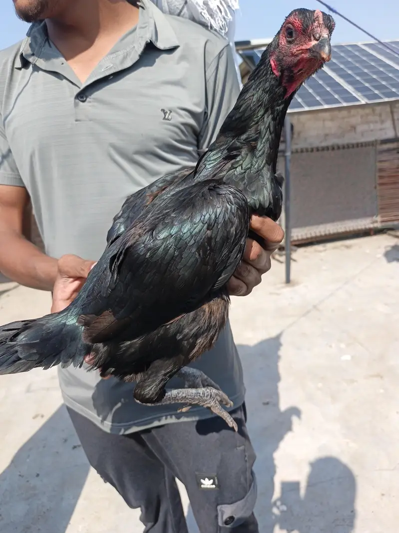 Aseel Thai Female — photo 12
