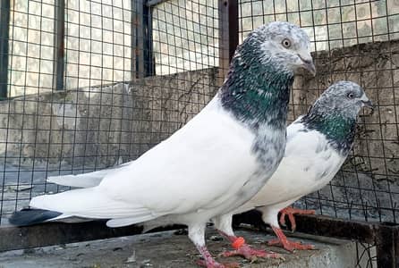 Salara Taddy. Imam Deen. . Golden. . Pairs For Sale