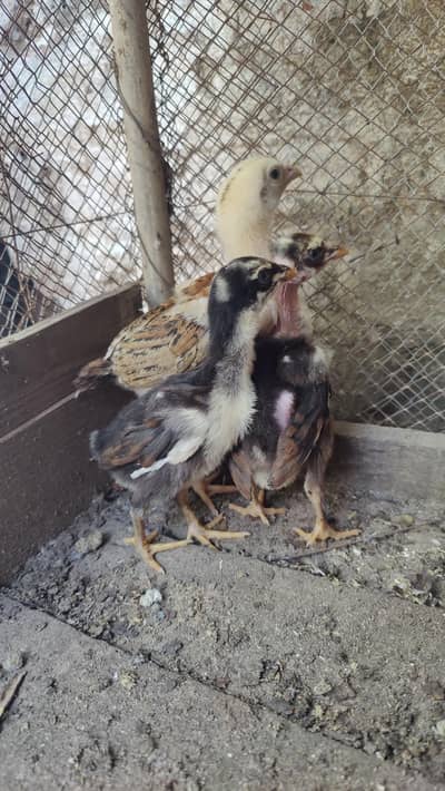 aseel chicks