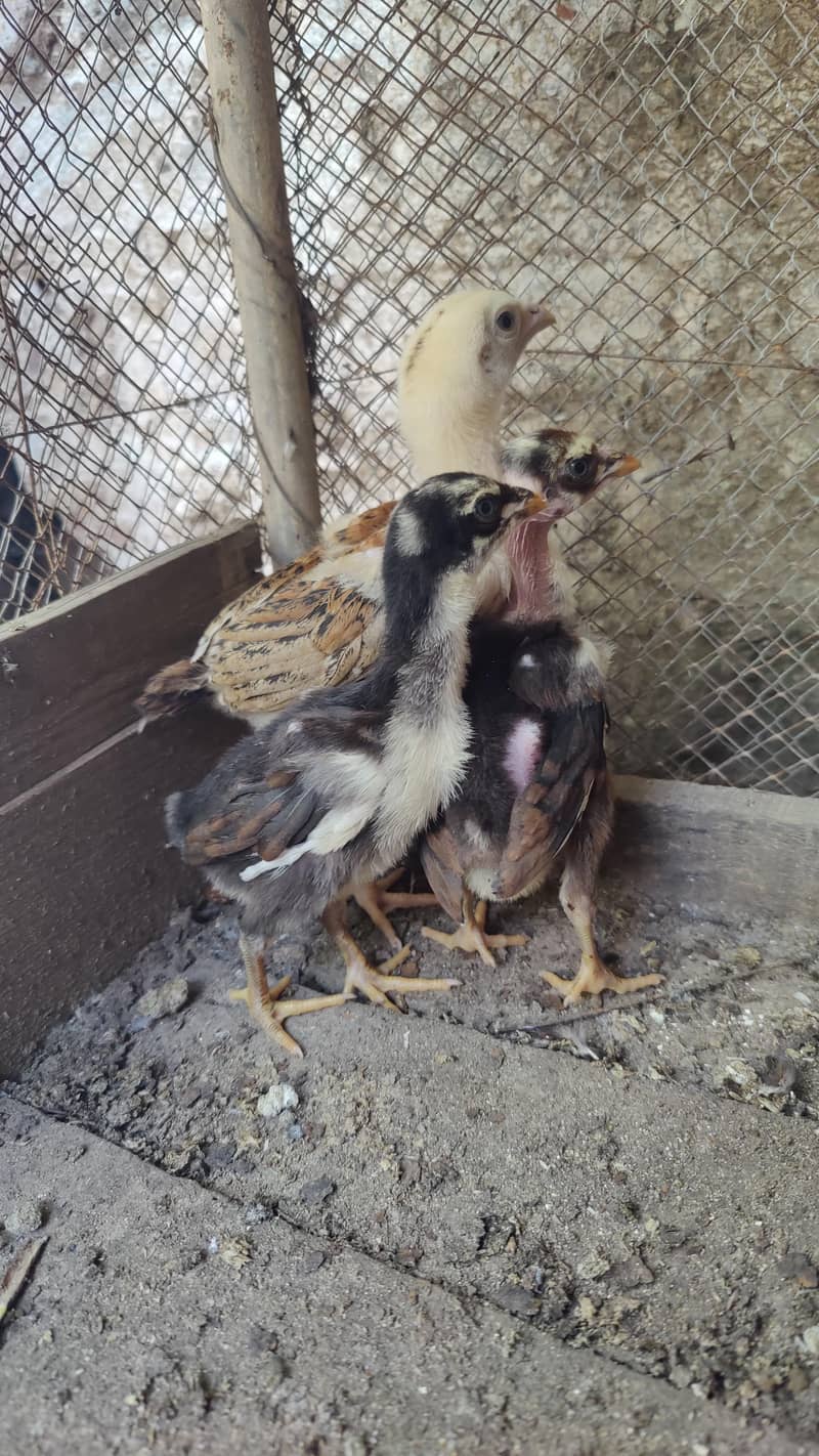 aseel chicks 0