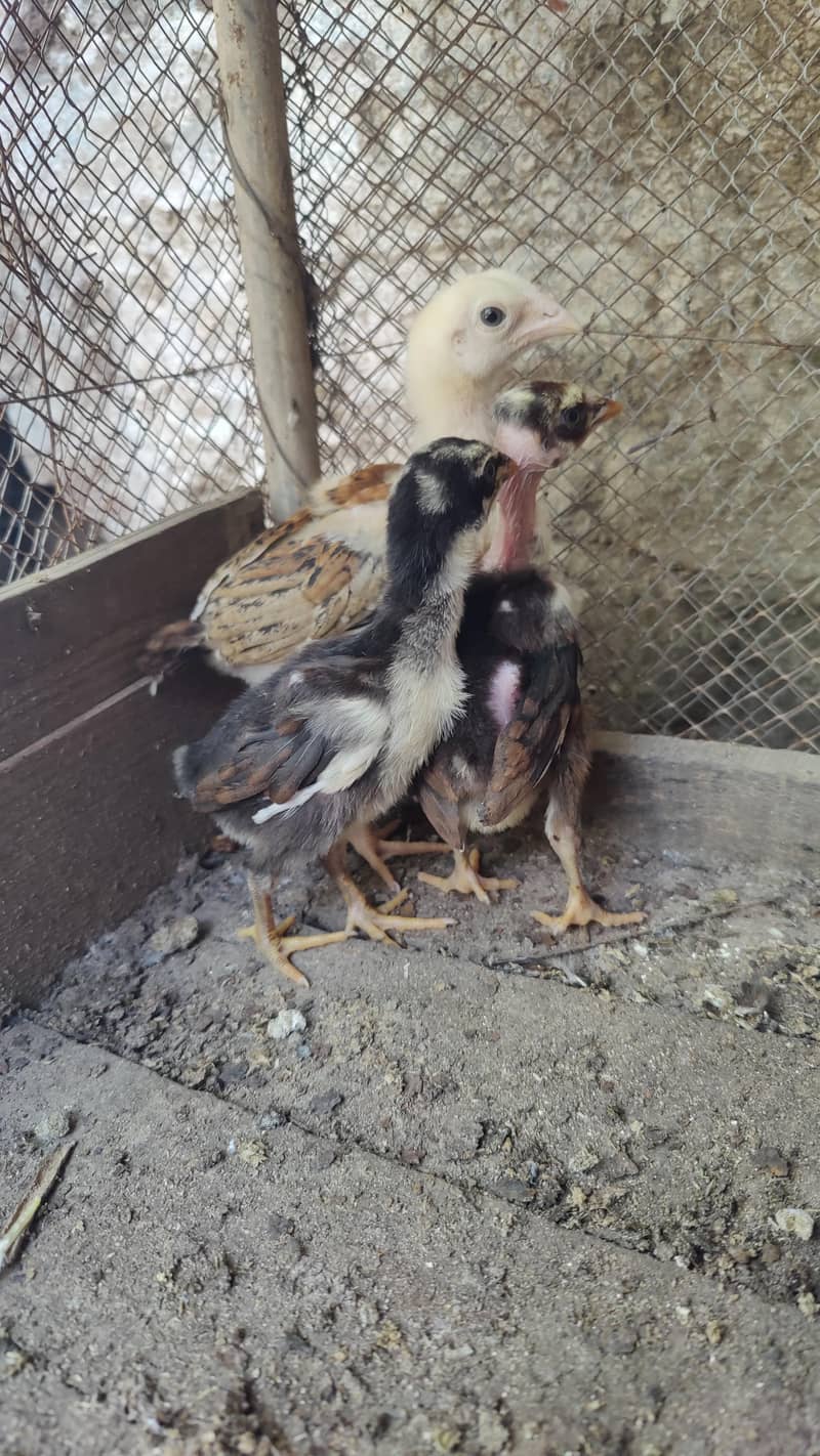 aseel chicks 1