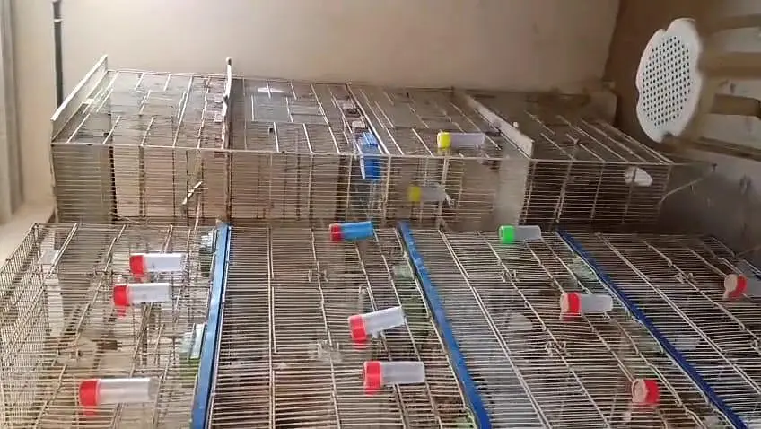 **Bird Cages for Sale! ** just like new — photo 2