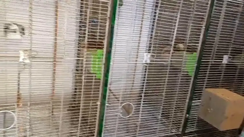 **Bird Cages for Sale! ** just like new — photo 3