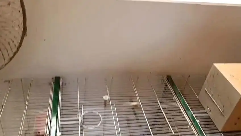 **Bird Cages for Sale! ** just like new — photo 4