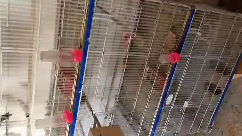 **Bird Cages for Sale! ** just like new — photo 5