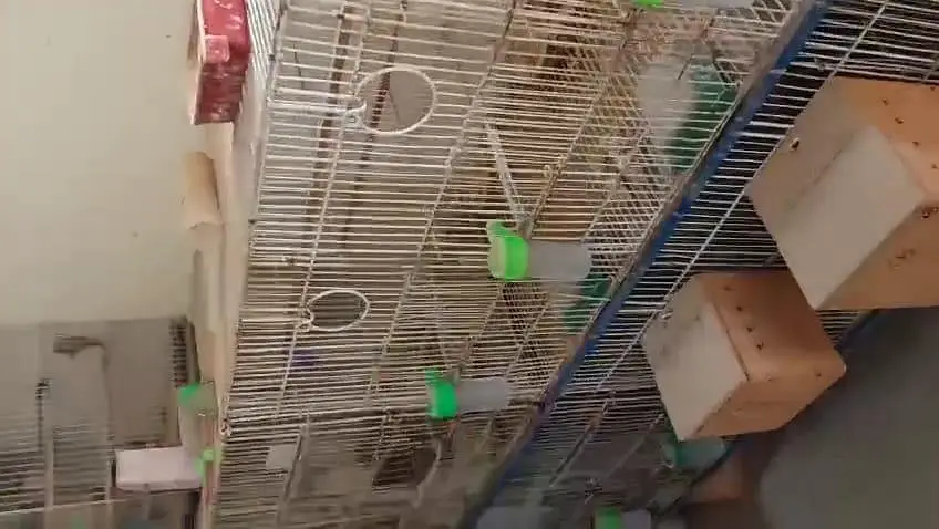 **Bird Cages for Sale! ** just like new — photo 6