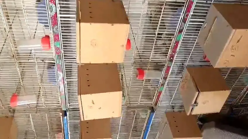 **Bird Cages for Sale! ** just like new — photo 7