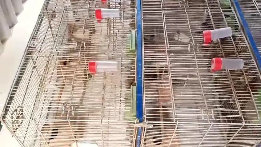 **Bird Cages for Sale! ** just like new — photo 8