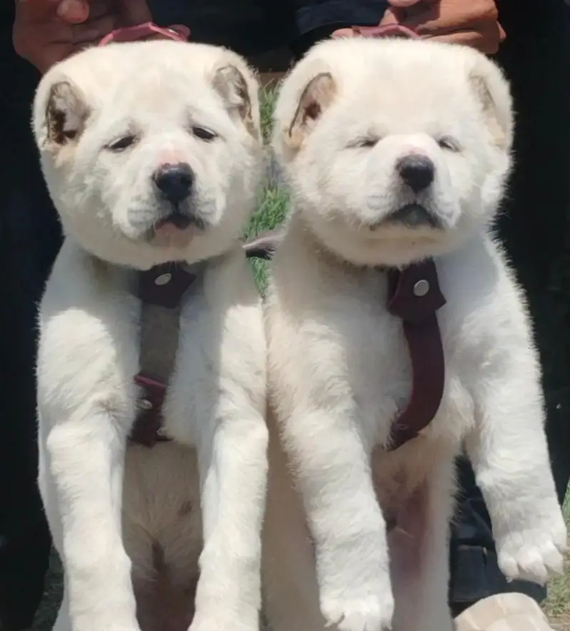 King Alabai dog / alabai puppies / security dog for sale — photo 2