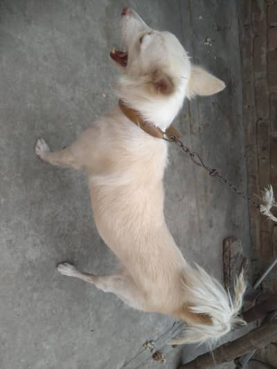 Rassain female Dog