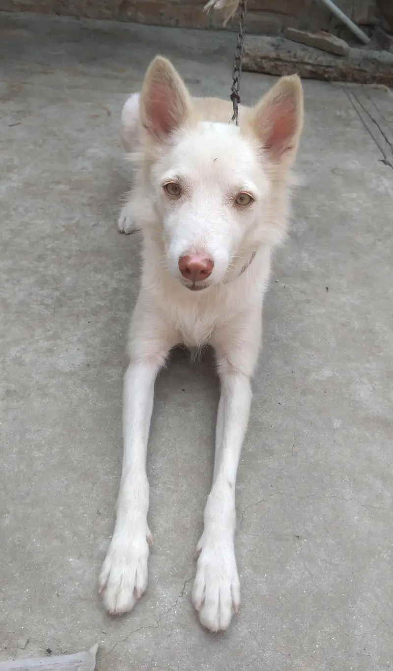 Rassain female Dog — photo 2