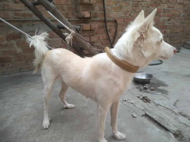 Rassain female Dog — photo 3