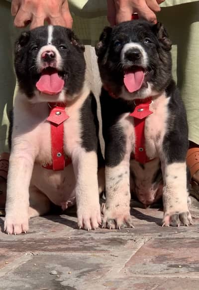 King Alabai dog / alabai puppies / security dog for sale