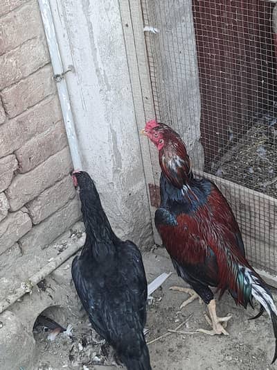 Aseel pair