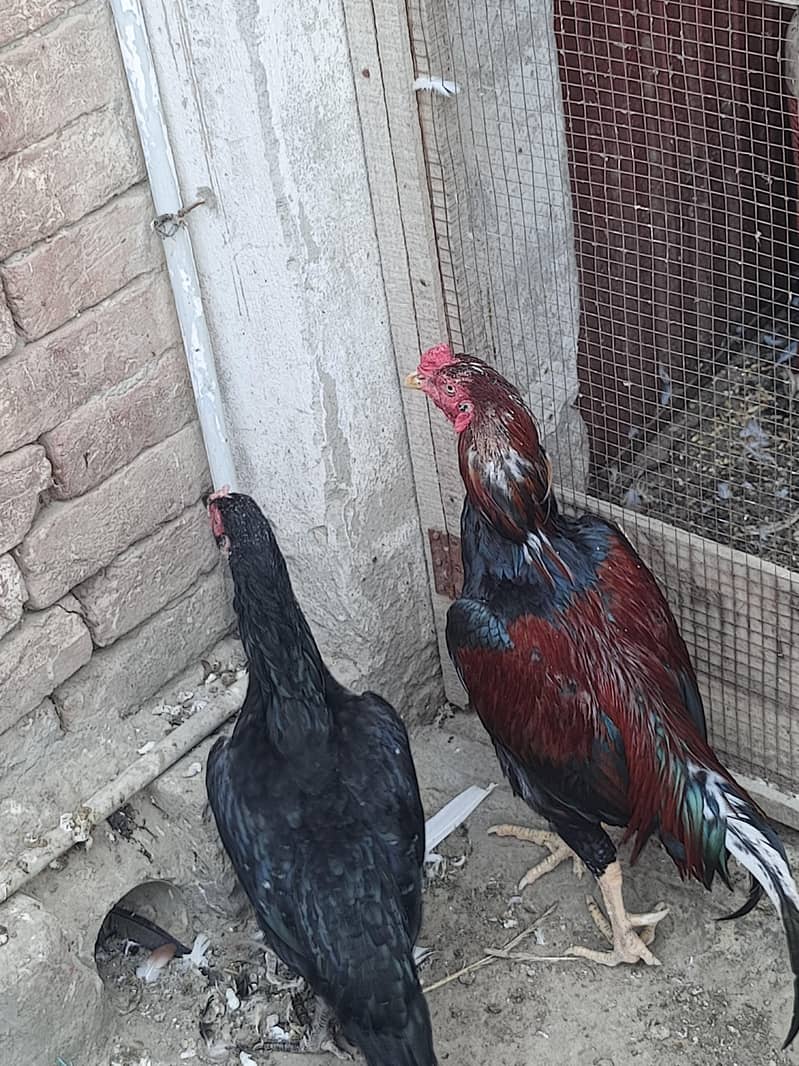 Aseel pair 0