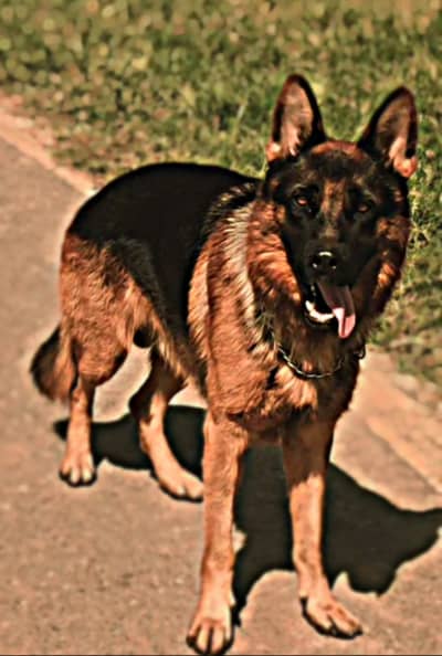 German shepherd dog 