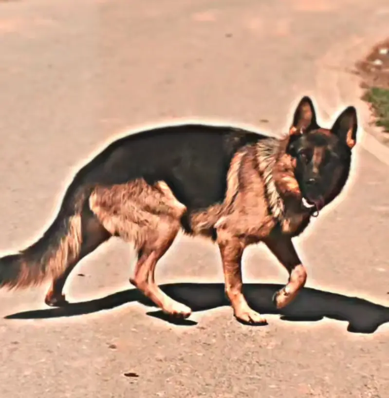 German shepherd dog  — photo 2