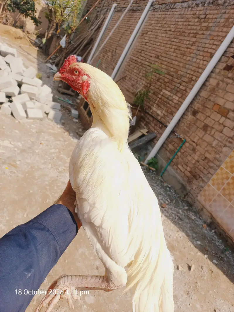 Aseel Hira — photo 5