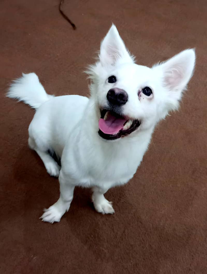Russian puppy 0