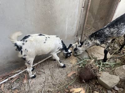 Teady bakri pair 1 male 1 kiran (berbury breed)