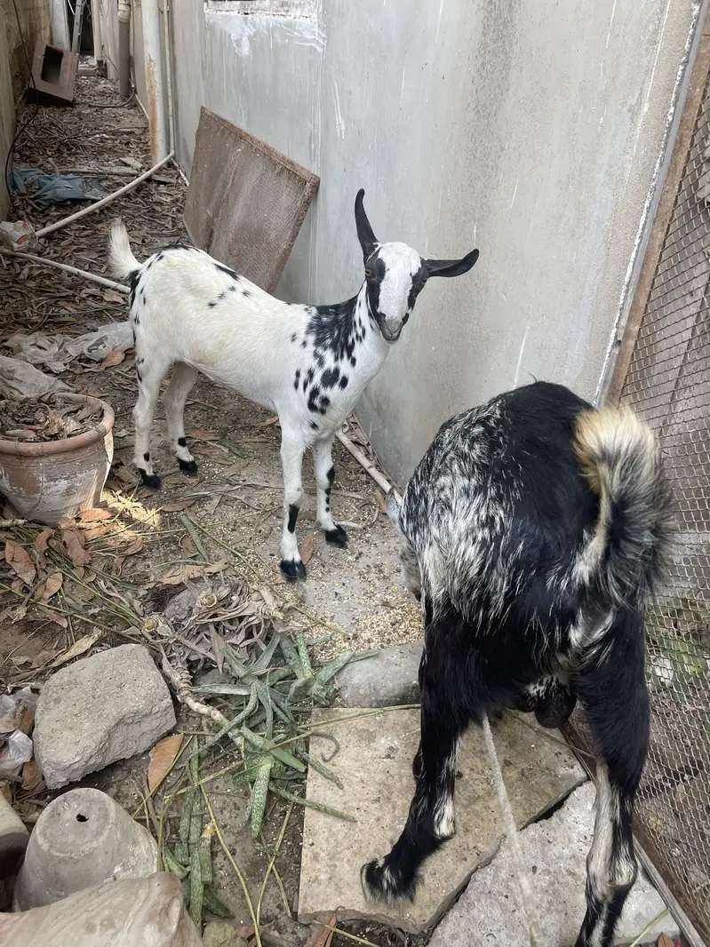 Teady bakri pair 1 male 1 kiran (berbury breed) — photo 2